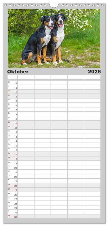 Produktbild: Familienplaner 2026 - Schweizer Sennenhunde - aus den Schweizer Alpen mit 5 Spalten (Wandkalender, 21 x 45 cm) CALVENDO