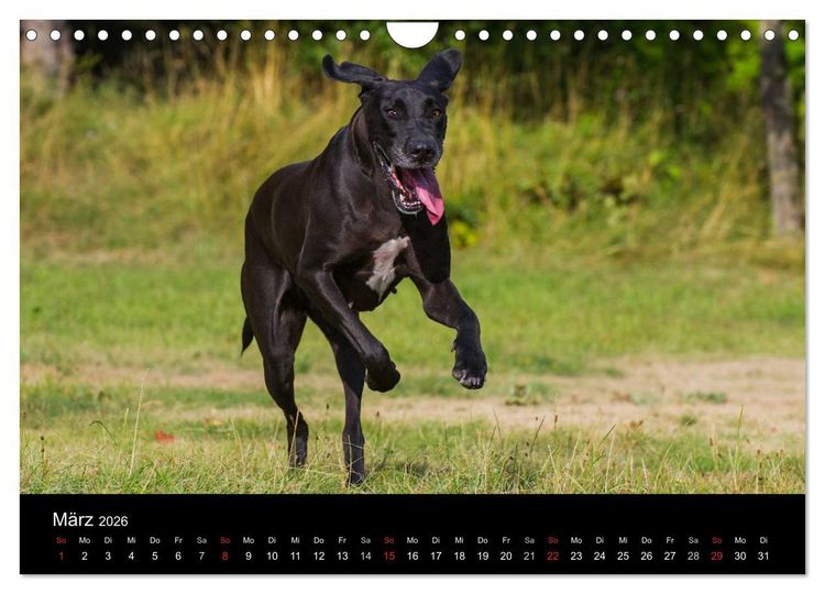 Produktbild: Deutsche Dogge 2026 (Wandkalender 2026 DIN A4 quer), CALVENDO Monatskalender