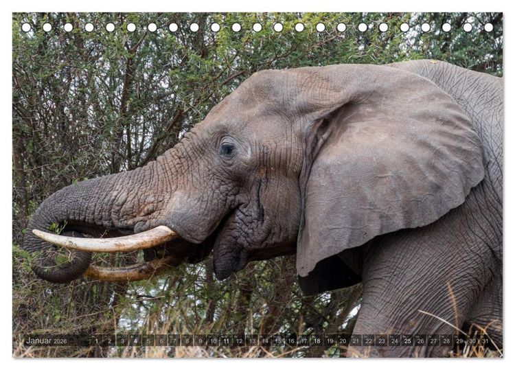 Produktbild: S&uuml;dafrika - Die Tierwelt (Tischkalender 2026 DIN A5 quer), CALVENDO Monatskalender