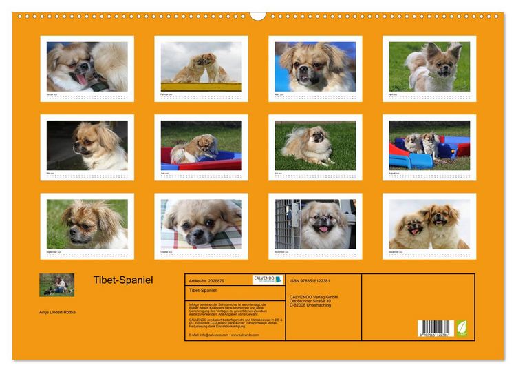 Produktbild: Tibet-Spaniel (Wandkalender 2026 DIN A2 quer), CALVENDO Monatskalender