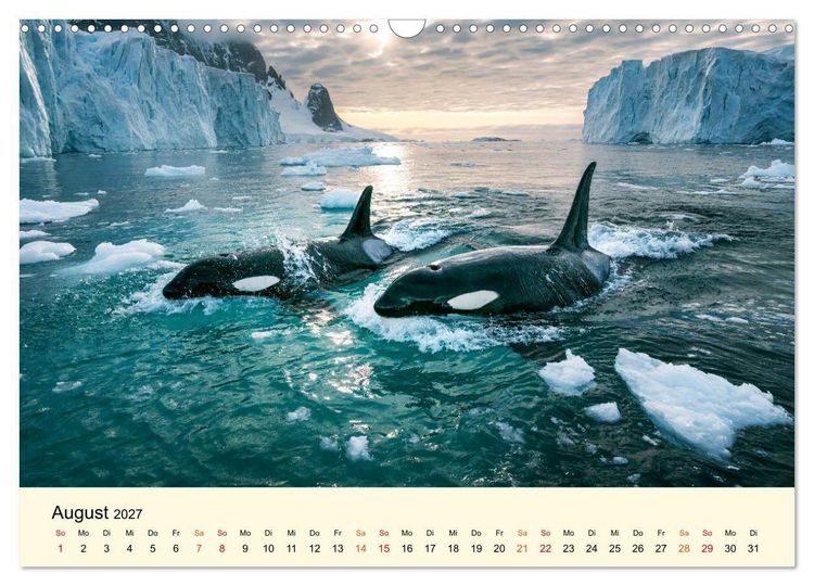 Produktbild: Orcas - Wilde Eleganz des Meeres (Wandkalender 2027 DIN A3 quer), CALVENDO Monatskalender