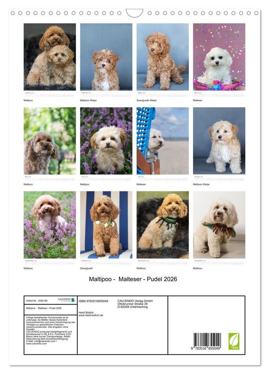 Produktbild: Maltipoo - Malteser - Pudel 2026 (Wandkalender 2026 DIN A3 hoch), CALVENDO Monatskalender