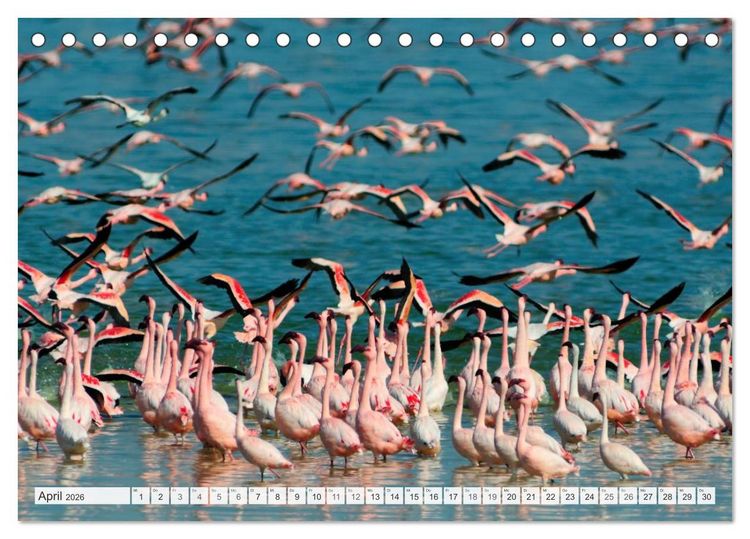 Produktbild: S&uuml;dafrika / Landschaften & Tiere / Christian Heeb (Tischkalender 2026 DIN A5 quer), CALVENDO Monatskalender