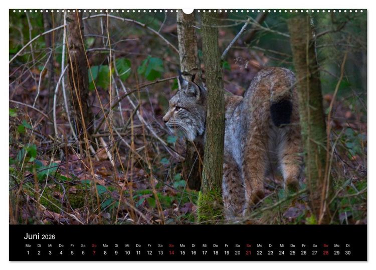 Produktbild: Der Luchs (Wandkalender 2026 DIN A2 quer), CALVENDO Monatskalender