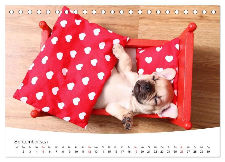Produktbild: Bullys - Franz&ouml;sische Bulldoggen 2027 (Tischkalender 2027 DIN A5 quer), CALVENDO Monatskalender
