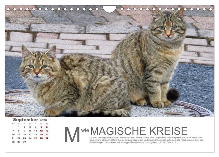 Produktbild: Katzen ABC (Wandkalender 2026 DIN A4 quer), CALVENDO Monatskalender