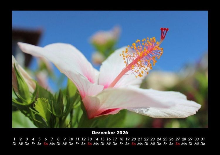 Produktbild: Blumenkalender 2026 Fotokalender DIN A3
