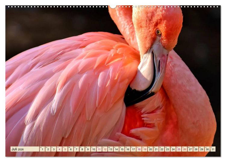 Produktbild: Flamingos - elegante Sch&ouml;nheiten (Wandkalender 2026 DIN A2 quer), CALVENDO Monatskalender