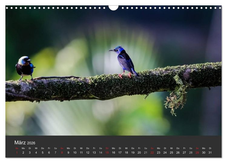 Produktbild: Costa Rica 2026 Exotische Vogelwelt (Wandkalender 2026 DIN A3 quer), CALVENDO Monatskalender