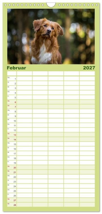 Produktbild: Familienplaner 2027 - Toller - Nova Scotia Duck Tolling Retriever mit 5 Spalten (Wandkalender, 21 x 45 cm) CALVENDO