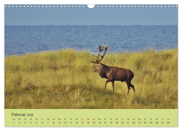 Produktbild: K&uuml;sten Hirsche - Rotwild auf dem Dar&szlig; (Wandkalender 2026 DIN A3 quer), CALVENDO Monatskalender