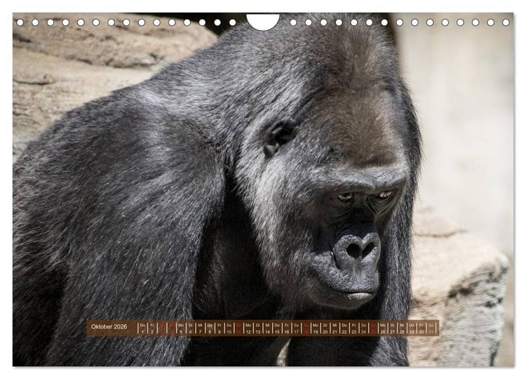 Produktbild: Affen - Individuen mit Charakter und Seele (Wandkalender 2026 DIN A4 quer), CALVENDO Monatskalender