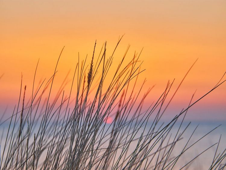 Produktbild: CALVENDO Puzzle D&uuml;nengras im Sonnenuntergang | 1000 Teile Lege-Gr&ouml;&szlig;e 64x48cm Foto-Puzzle f&uuml;r gl&uuml;ckliche Stunden