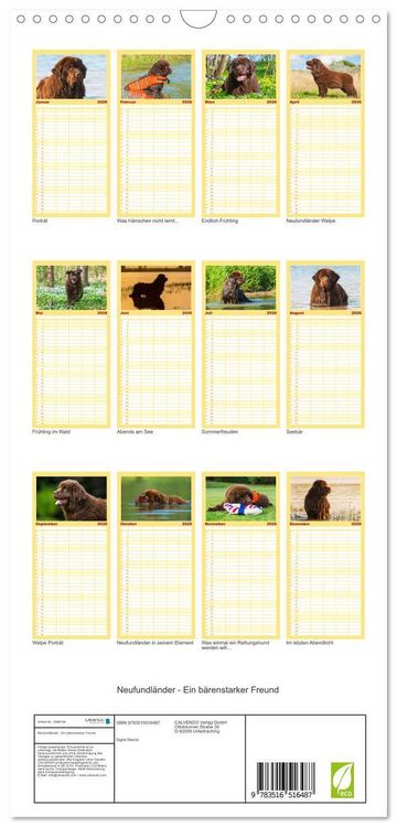 Produktbild: Familienplaner 2026 - Neufundl&auml;nder - Ein b&auml;renstarker Freund mit 5 Spalten (Wandkalender, 21 x 45 cm) CALVENDO