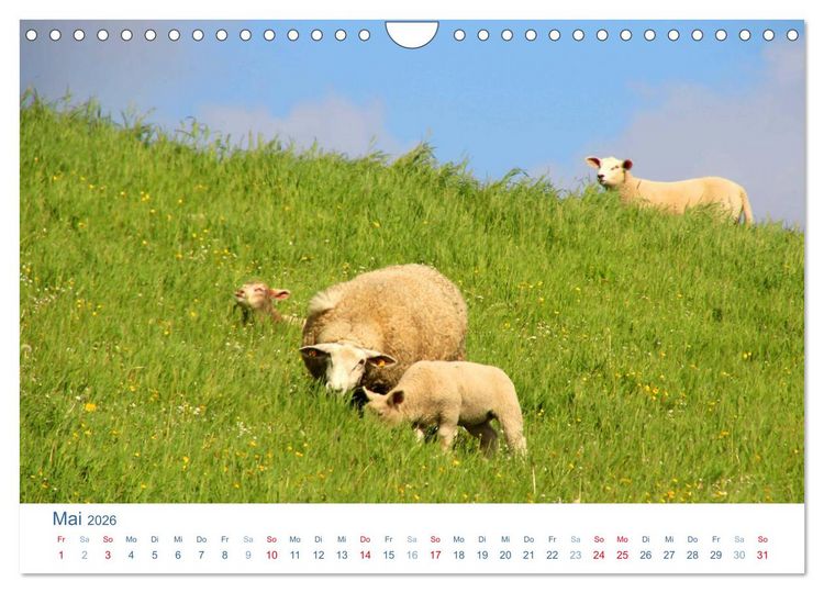 Produktbild: Schafe am Deich 2026. Tierische Impressionen von der Nordseek&uuml;ste (Wandkalender 2026 DIN A4 quer), CALVENDO Monatskalender