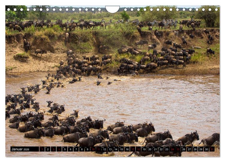 Produktbild: Tansania - Tierwanderung in der Serengeti (Wandkalender 2026 DIN A4 quer), CALVENDO Monatskalender