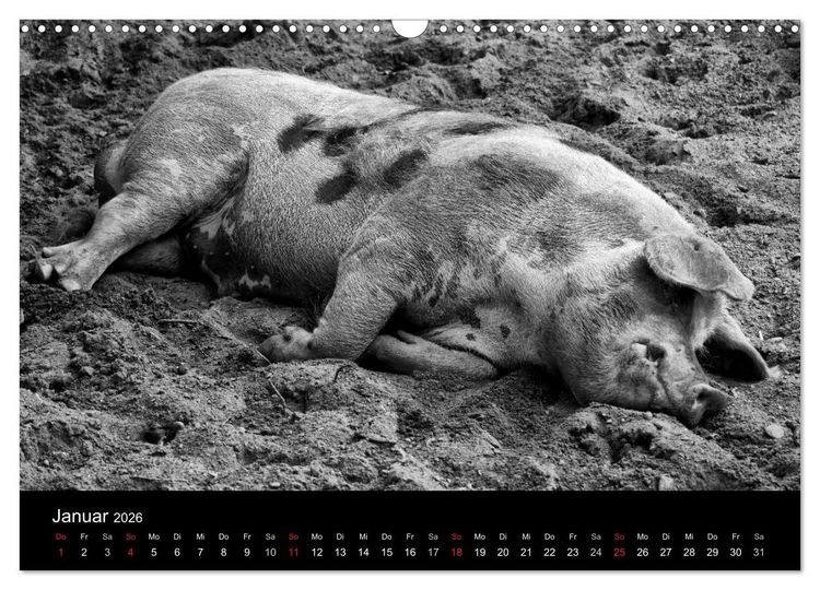 Produktbild: Das Leben der Schweine (Wandkalender 2026 DIN A3 quer), CALVENDO Monatskalender