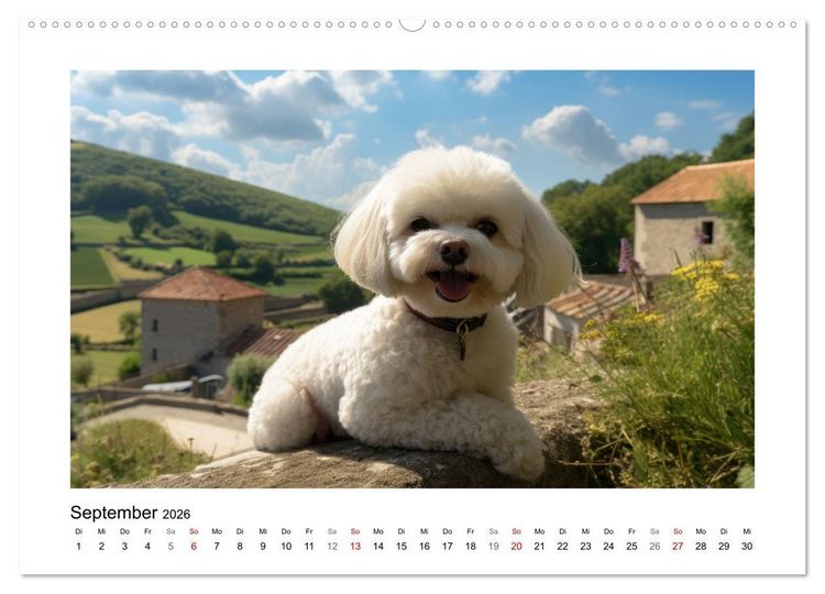 Produktbild: Bichon fris&eacute;, wei&szlig;e H&uuml;ndchen mit lockigem Haar (hochwertiger Premium Wandkalender 2026 DIN A2 quer), Kunstdruck in Hochglanz