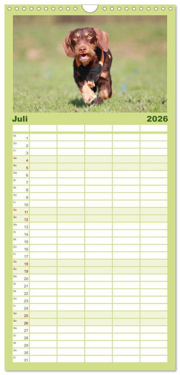 Produktbild: Familienplaner 2026 - Liebenswerte Rabauken - Rauhaardackel mit 5 Spalten (Wandkalender, 21 x 45 cm) CALVENDO