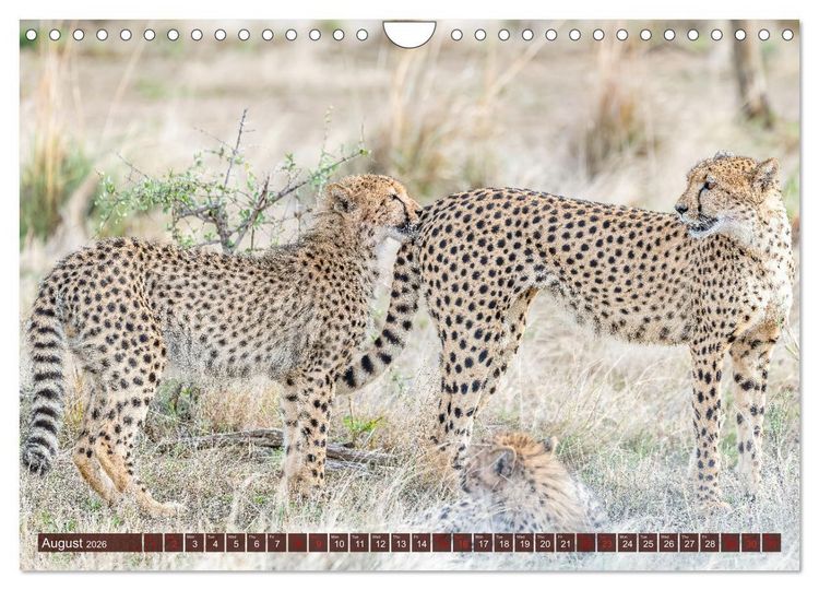 Produktbild: Amazing Cheetahs (Wall Calendar 2026 DIN A4 landscape), CALVENDO 12 Month Wall Calendar