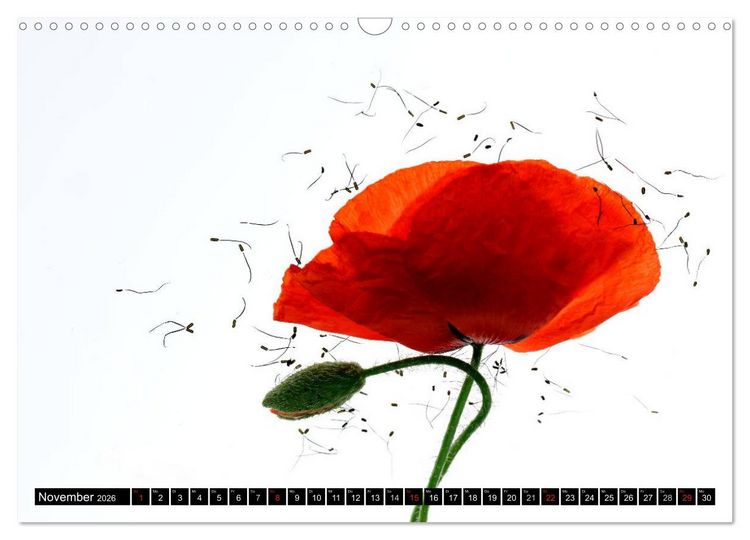 Produktbild: Flowers / 2026 (Wandkalender 2026 DIN A3 quer), CALVENDO Monatskalender