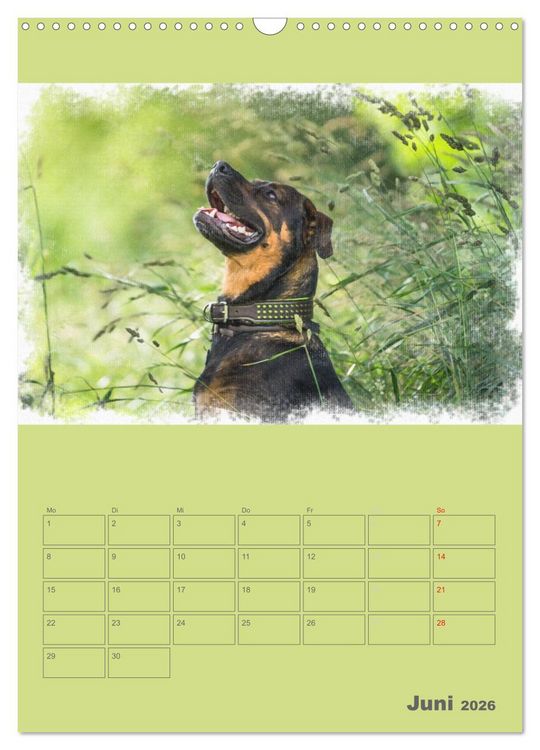 Produktbild: Hunde in Aquarell - Jahresplaner (Wandkalender 2026 DIN A3 hoch), CALVENDO Monatskalender