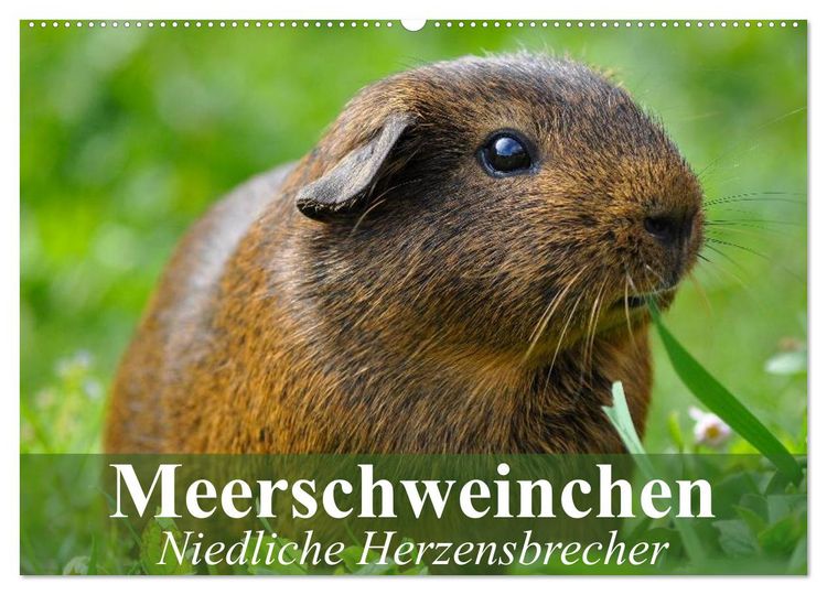 Produktbild: Meerschweinchen Niedliche Herzensbrecher (Wandkalender 2026 DIN A2 quer), CALVENDO Monatskalender