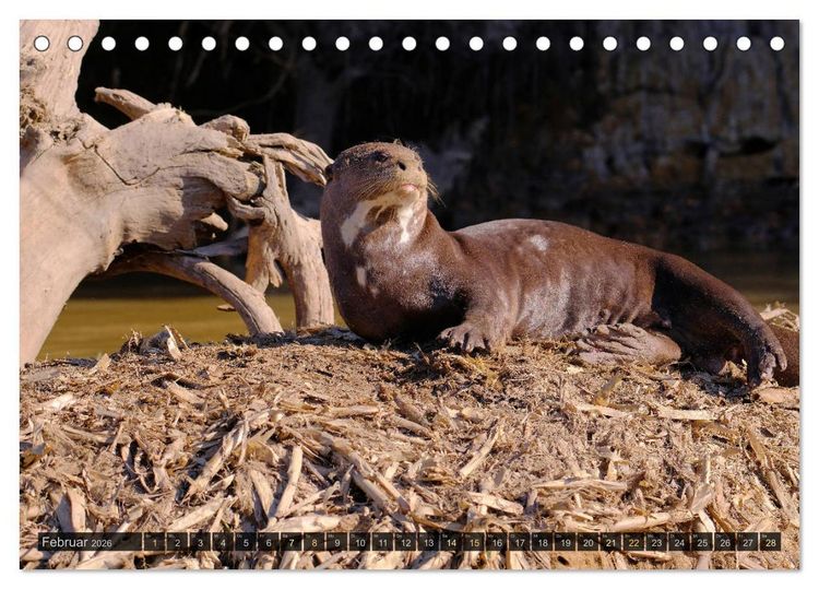 Produktbild: Tiere im Pantanal - viaje.ch (Tischkalender 2026 DIN A5 quer), CALVENDO Monatskalender
