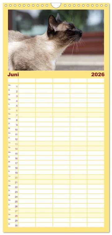 Produktbild: Familienplaner 2026 - Tierschutzkatzen vom TSV-Neuss - Gro&szlig;es Gl&uuml;ck auf sanften Pfoten mit 5 Spalten (Wandkalender, 21 x 45 cm) CALVENDO