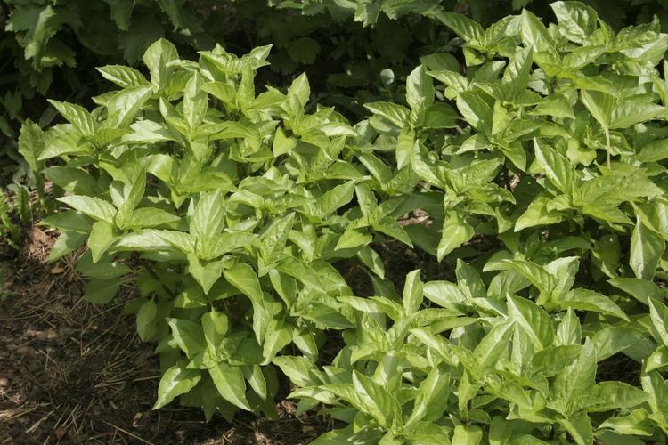 Produktbild: Heistinger, A: Basilikum