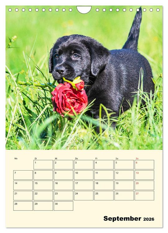 Produktbild: Familienplaner - Labrador Welpen entdecken die Welt (Wandkalender 2026 DIN A4 hoch), CALVENDO Monatskalender
