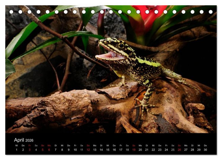 Produktbild: REPTILIEN IM TERRARIUM (Tischkalender 2026 DIN A5 quer), CALVENDO Monatskalender