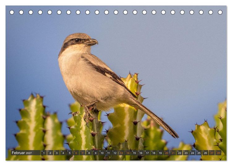 Produktbild: Die sch&ouml;nsten Brutv&ouml;gel Lanzarotes (Tischkalender 2027 DIN A5 quer), CALVENDO Monatskalender
