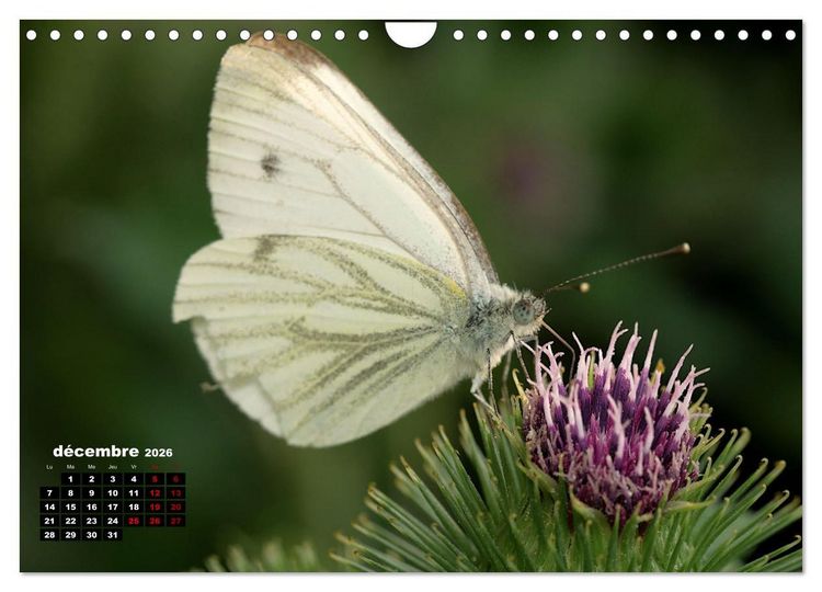 Produktbild: Araign&eacute;es et insectes (Calendrier mural 2026 DIN A4 vertical), CALVENDO calendrier mensuel