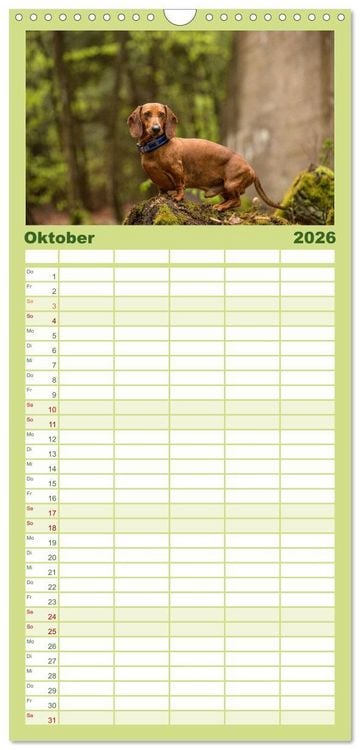 Produktbild: Familienplaner 2026 - DACKEL DACHSHUND TECKEL 2026 mit 5 Spalten (Wandkalender, 21 x 45 cm) CALVENDO