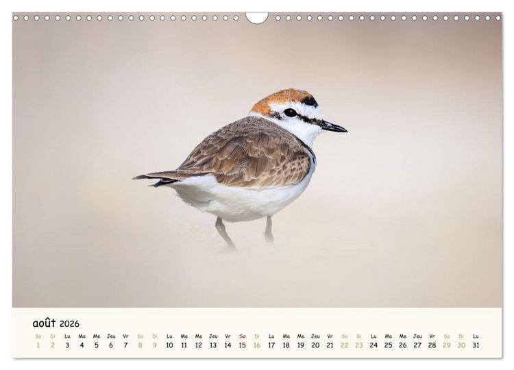 Produktbild: Esprit animal - Regards minimalistes (Calendrier mural 2026 DIN A3 vertical), CALVENDO calendrier mensuel