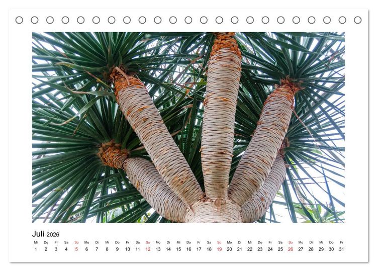 Produktbild: Kakteen und Sukkulenten (Tischkalender 2026 DIN A5 quer), CALVENDO Monatskalender