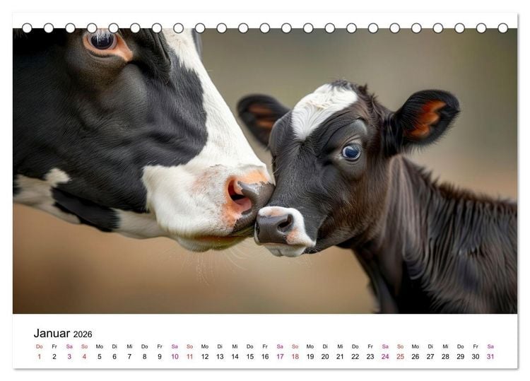Produktbild: Holsteiner Sch&ouml;nheiten (Tischkalender 2026 DIN A5 quer), CALVENDO Monatskalender