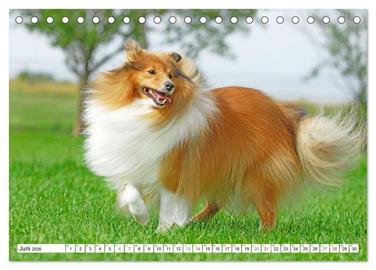 Produktbild: H&uuml;tehund der Shetland Inseln - Shetland Sheepdog (Tischkalender 2026 DIN A5 quer), CALVENDO Monatskalender