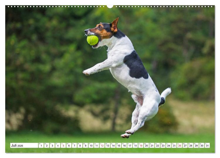Produktbild: 100000 Volt auf vier Pfoten - Jack und Parson Russell Terrier (Wandkalender 2026 DIN A2 quer), CALVENDO Monatskalender