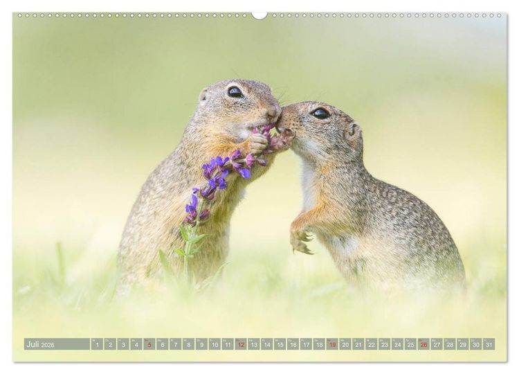 Produktbild: Liebenswerte Ziesel - vom Aussterben bedrohte Nagetiere (Wandkalender 2026 DIN A2 quer), CALVENDO Monatskalender