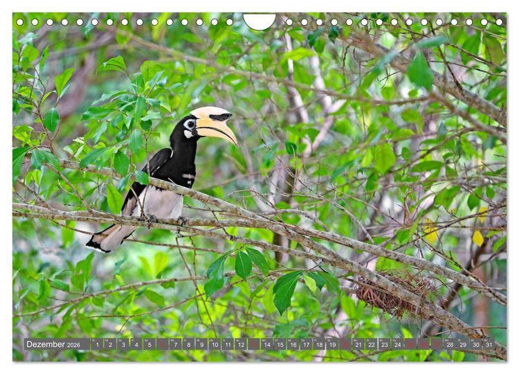 Produktbild: Im Regenwald von Borneo (Wandkalender 2026 DIN A4 quer), CALVENDO Monatskalender
