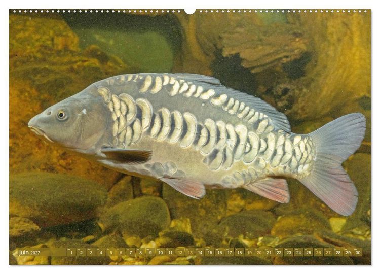 Produktbild: Poissons : d'&eacute;tangs et des rivi&egrave;res (Calendrier mural 2027 DIN A2 vertical), CALVENDO calendrier mensuel