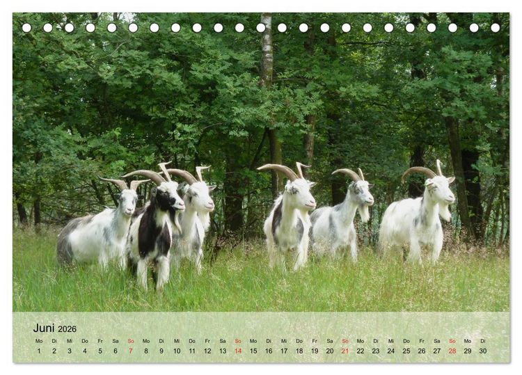 Produktbild: Ziegen. Kluge Freigeister (Tischkalender 2026 DIN A5 quer), CALVENDO Monatskalender