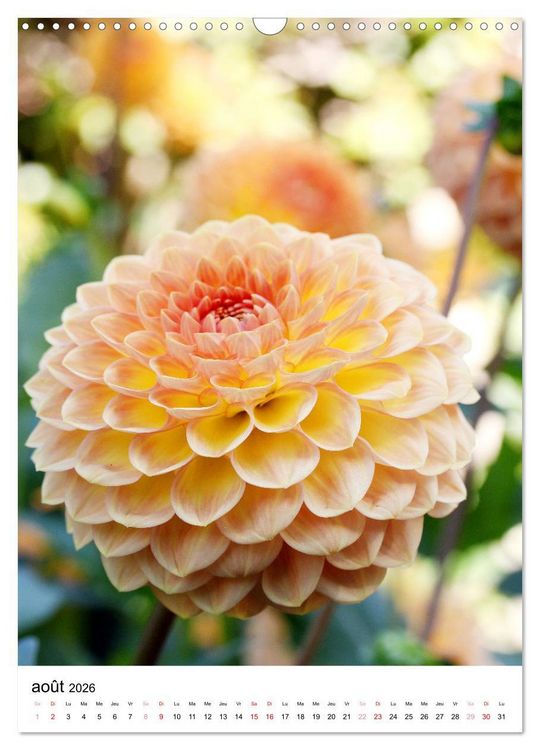 Produktbild: Des beaux dahlias (Calendrier mural 2026 DIN A3 horizontal), CALVENDO calendrier mensuel