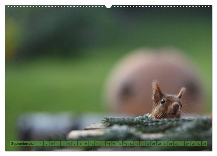 Produktbild: Eichh&ouml;rnchen-Spa&szlig; (hochwertiger Premium Wandkalender 2027 DIN A2 quer), Kunstdruck in Hochglanz
