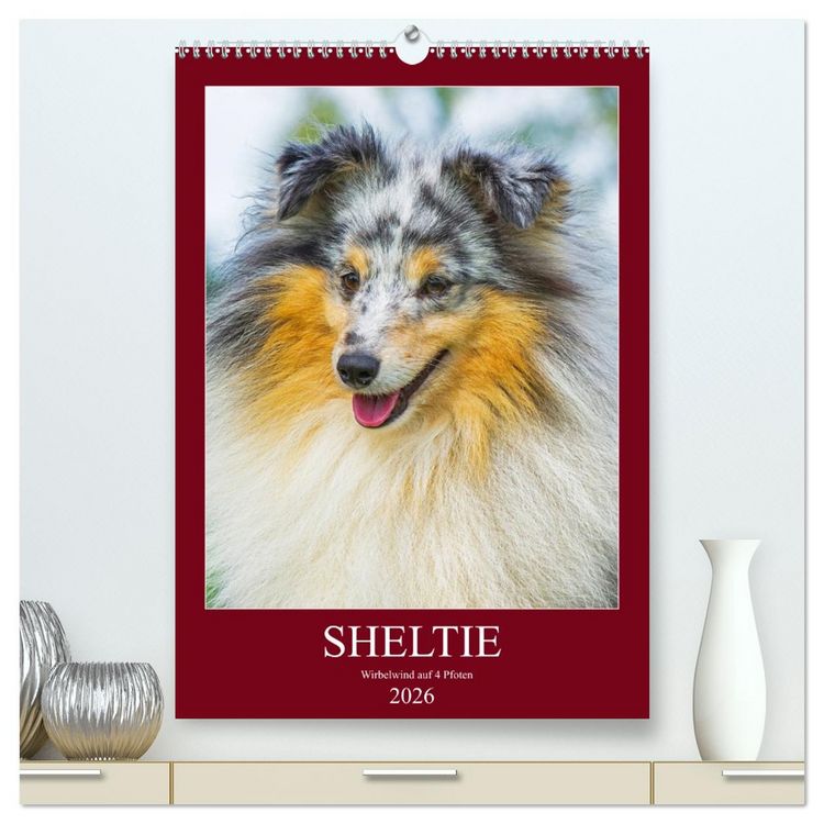 Produktbild: Sheltie - Wirbelwind auf 4 Pfoten (hochwertiger Premium Wandkalender 2026 DIN A2 hoch), Kunstdruck in Hochglanz