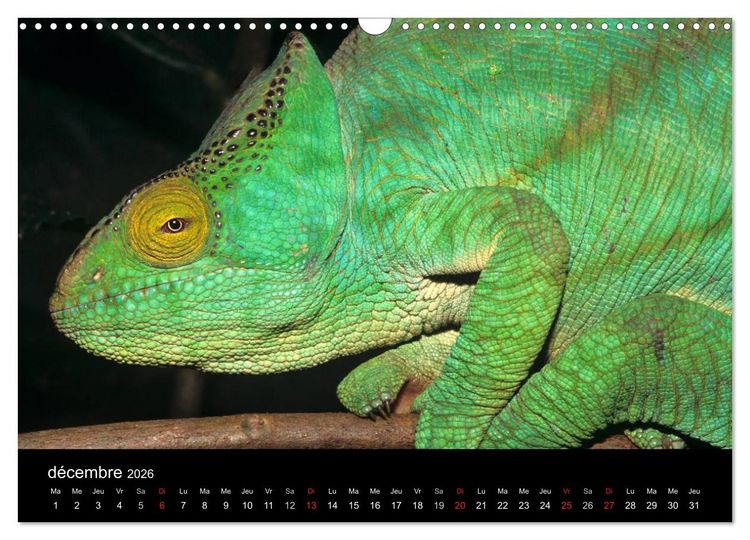 Produktbild: Cam&eacute;l&eacute;ons - Petits dragons d'Afrique. (Calendrier mural 2026 DIN A3 vertical), CALVENDO calendrier mensuel