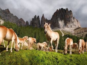 Produktbild: CALVENDO Puzzle Junge Haflingerherde | 1000 Teile Lege-Gr&ouml;&szlig;e 64x48cm Foto-Puzzle f&uuml;r gl&uuml;ckliche Stunden