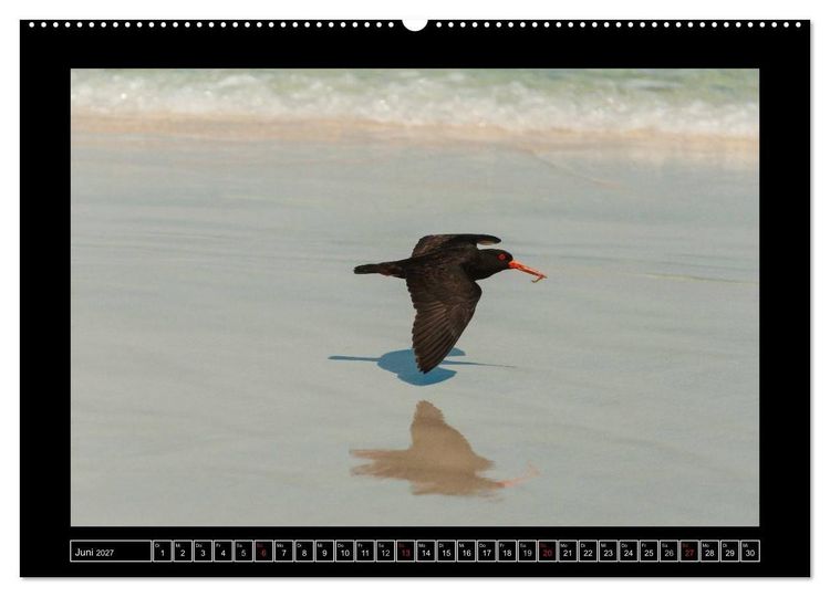 Produktbild: V&ouml;gel von "Down Under" Australien (hochwertiger Premium Wandkalender 2027 DIN A2 quer), Kunstdruck in Hochglanz